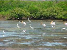 មណ្ឌលផ្ទុកបំរុងប៉ីអូហ្សេពិភពលោកនៅដំបន់ដីសណ្តទន្លេ Hong។ - ảnh 1